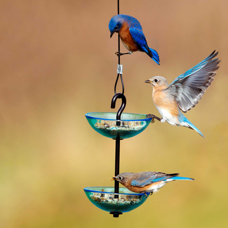 Hanging Decorative Bird Feeder, Clear