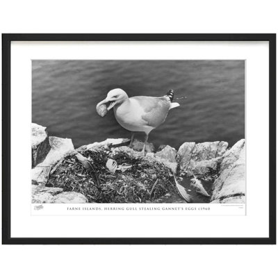 Farne Islands, Herring Gull Stealing Gannet's Eggs C1960 - Single Picture Frame Print