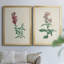 Traditional Botanical I - Ensemble de 2 reproductions d'art sur toile encadrées-1850932079-1850932067