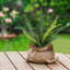 19,7 plante