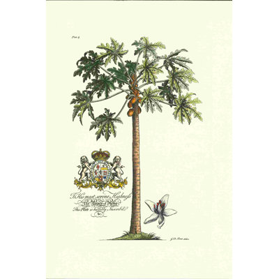 Illustration scientifique arbre 1