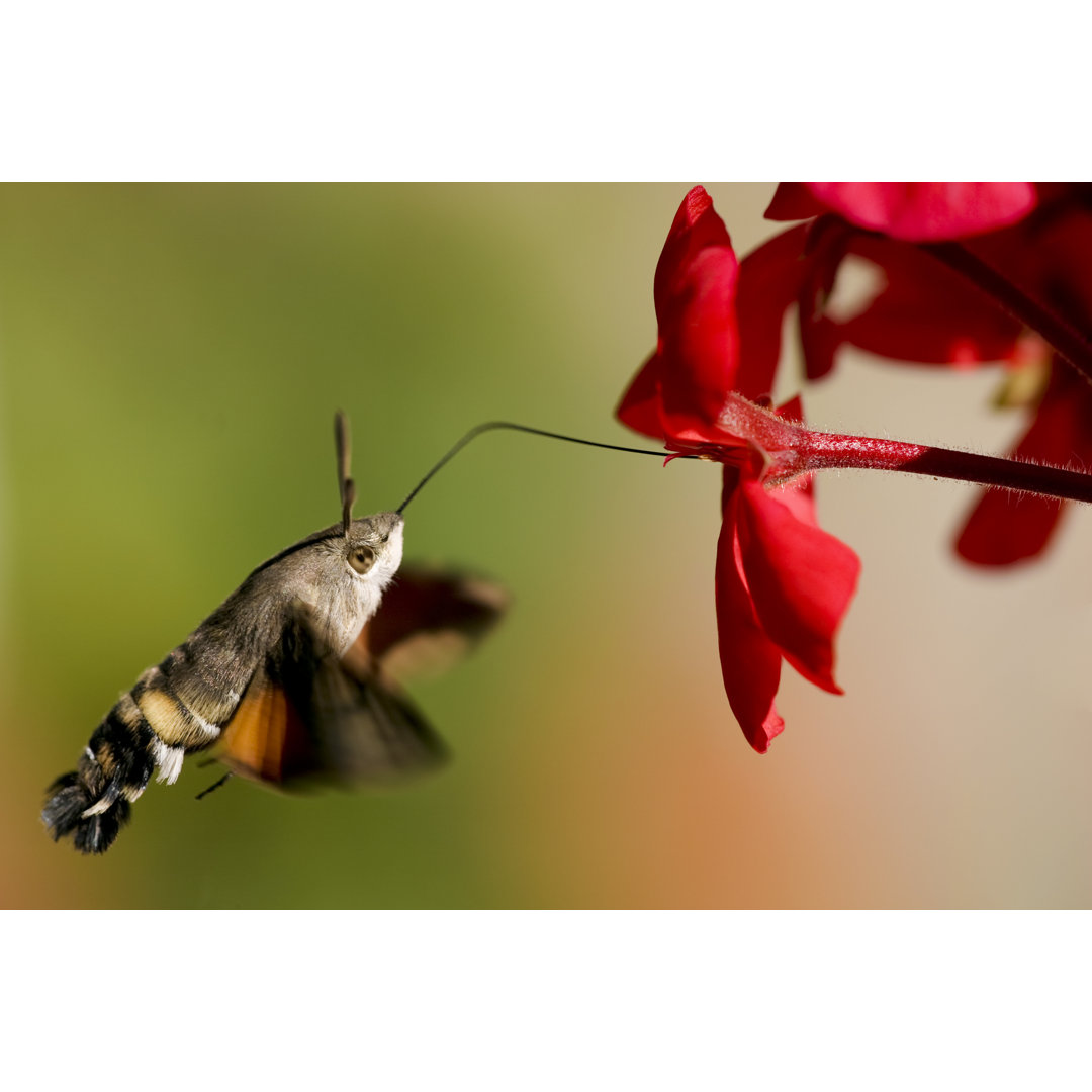 Hummingbird Hawk-Moth von Tompikukac - Kunstdrucke auf Leinwand