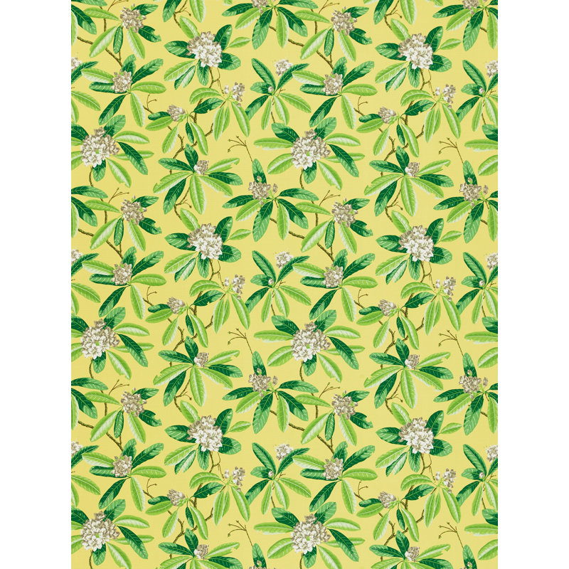 Rhododendron - extérieur, Ananas