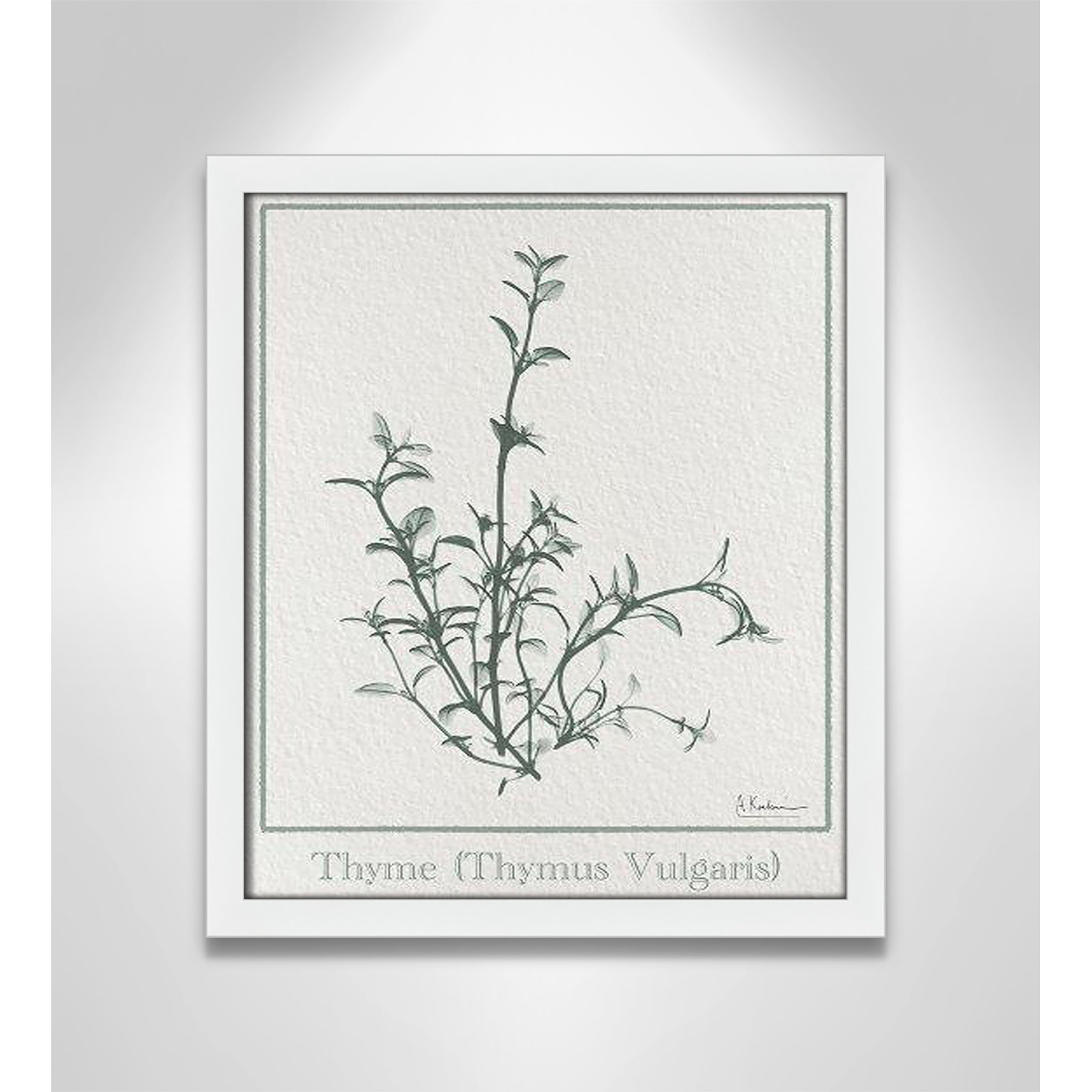 Jeanette "Thymus Vulgaris" Print, 15" H x 13" W x 1.25" D, Satin White Framed Paper