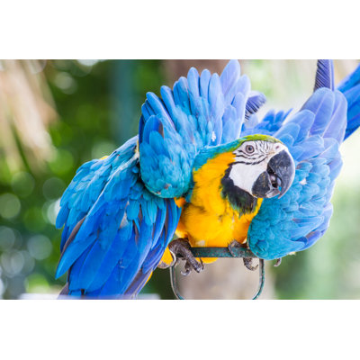 " Macaw "