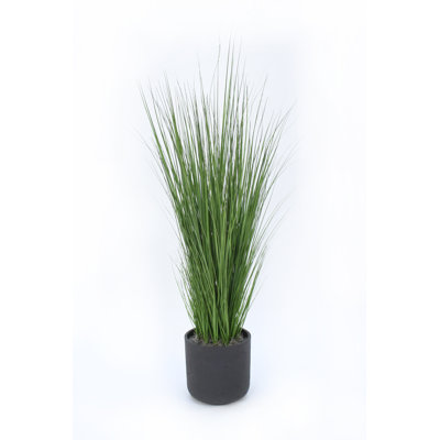 Herbe en pot d’oignon
