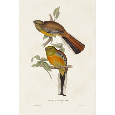 Elegant Trogons II by John Gould - Wrapped Canvas Painting