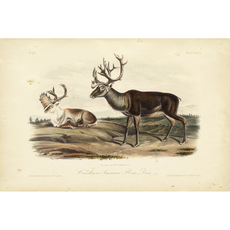 Caribou by John Audubon - Painting, 81cm H x 122cm W, Wrapped Canvas