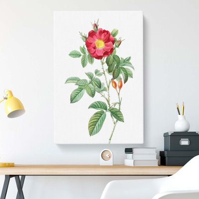 Portland Rose by Pierre-Joseph Redoute - Wrapped Canvas Print