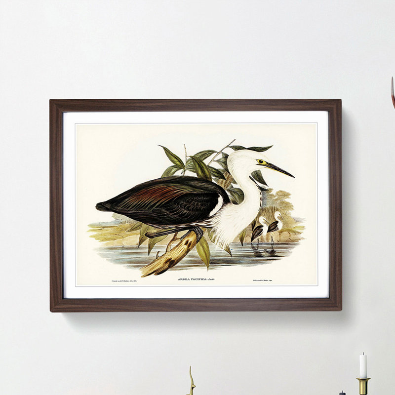 Pacific Herons by Elizabeth Gould - Framed Print, 27cm H x 36cm W x 2cm D, Walnut Framed