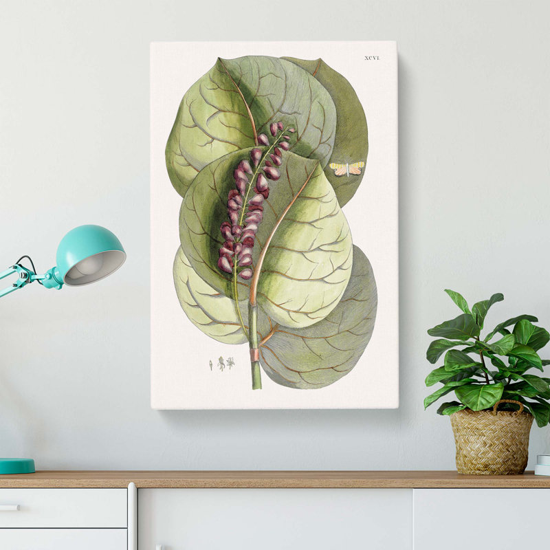 Mangrove Grape Tree & Butterfly by Mark Catesby - Wrapped Canvas, 91cm H x 60cm W x 3cm D