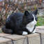 Chat tigré noir et blanc au repos-126248604