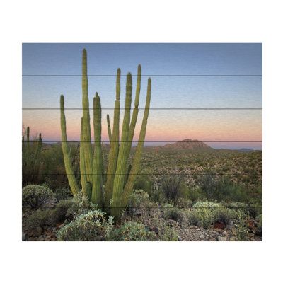 Cactus orgue au crépuscule sur bois