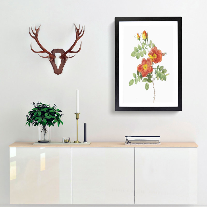 Austrian Briar Rose by Pierre-Joseph Redoute - Framed Print, Black Framed, 45cm H x 33cm W x 2cm D