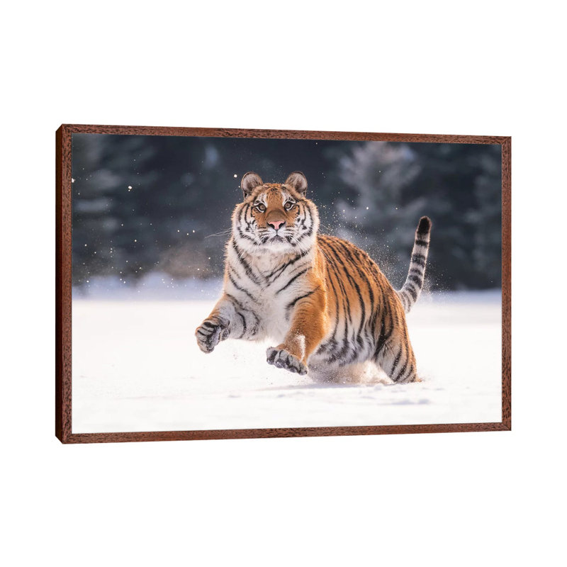 Siberian Tiger Running In The Snow V by Dick Van Duijn - Print on Canvas, Classic Brown Wood Framed