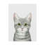 « cat portrait iii », peinture sur toile tendue-544542718