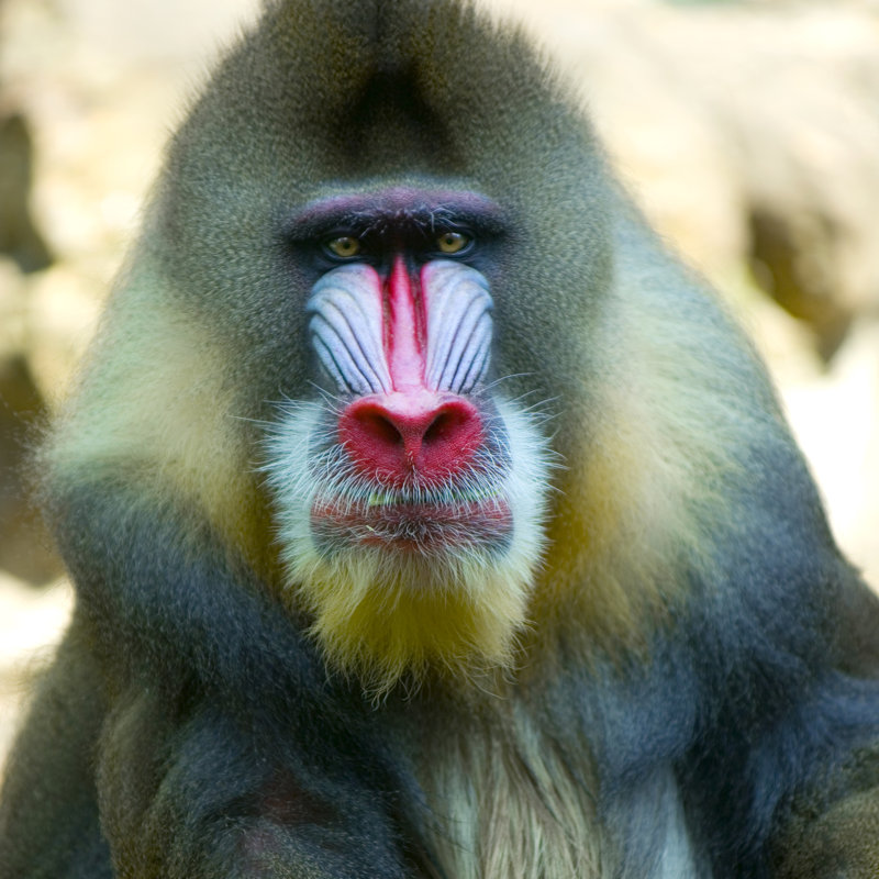 Mandrillus Sphinx par Globalp - photographie sur toile tendue, L 12 po x H 12 po