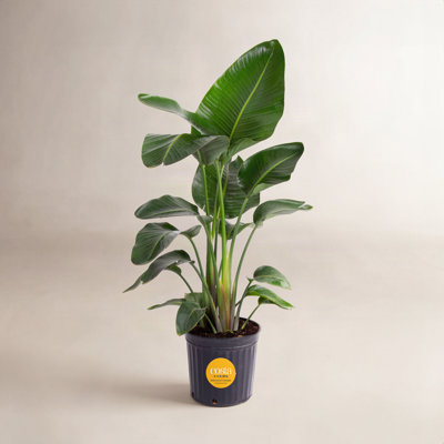 Costa Farms White Bird of Paradise Nursery Plant