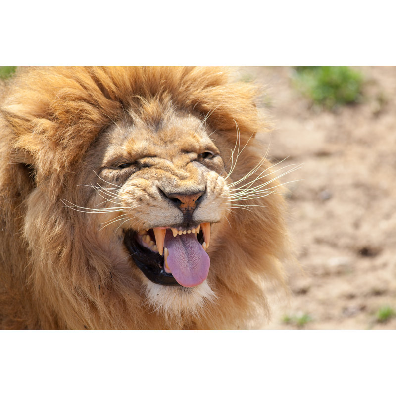 Lion Pulling A Funnny Face. Animal Tongue And Canine Teeth by Ian Dyball - Wrapped Canvas Print, 61cm H x 91cm W x 3.8cm D
