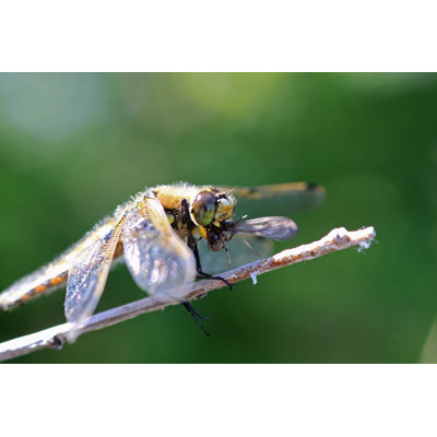 Yuliana Dragonfly Eating A Mosquito par Towlake