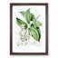 Illustrations of Himalayan Plants by W. H. Fitch - Picture Frame Painting Print-55579584-55579585