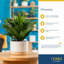 Dracaena Plant in Planter