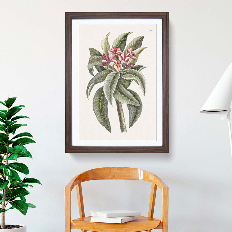 Pink Frangipani by Mark Catesby - Framed Print, 76cm H x 50cm W x 2cm D, Walnut
