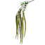 Tige de fleur d'amaranthe-243652315