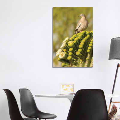 USA, Arizona, Sonoran Desert. White-winged Dove On Saguaro Cactus. by Jaynes Gallery - Wrapped Canvas Gallery-Wrapped Canvas Giclée