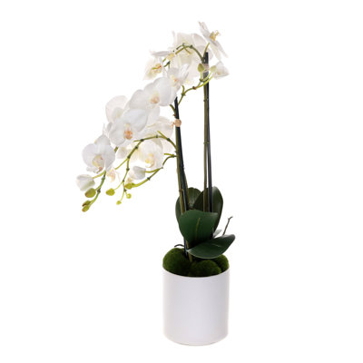 Orchidées phalaenopsis en pot blanc