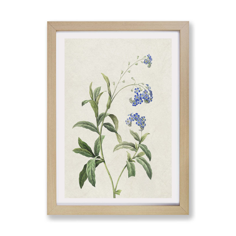 Water Forget-Me-Not Flowers - Framed Print, 45cm H x 63cm W x 2cm D, Oak