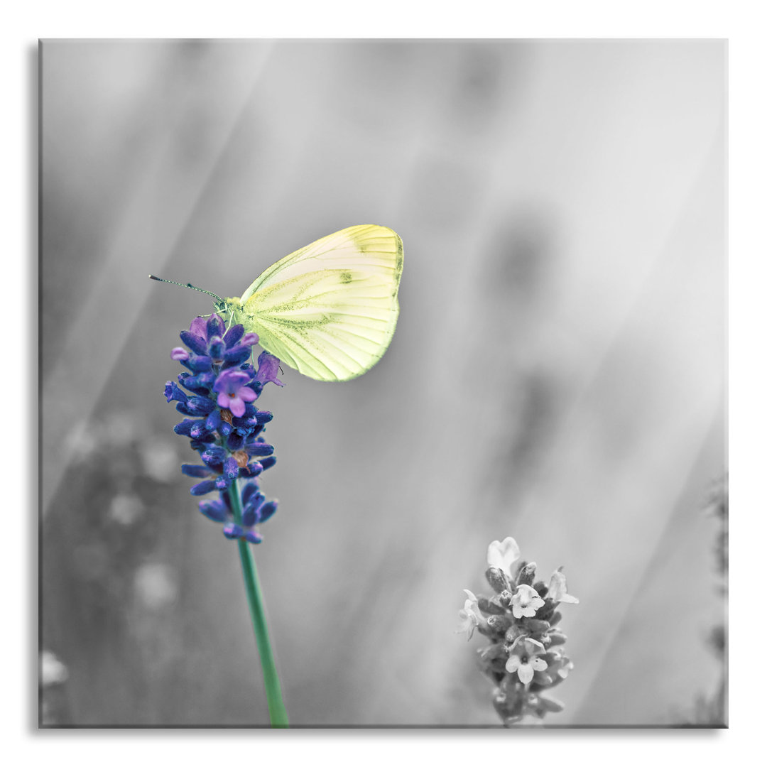 Glasbild Schöner Schmetterling auf Lavendel