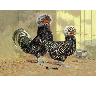 " Houdans (Chickens) "