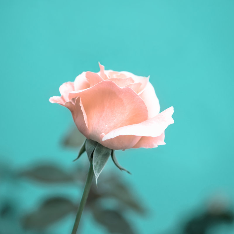 Rose romantique Emeilia par A_Lis, H 36 po x l 36 po