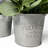 Gira Arrangement in Pot