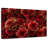 Dark Red Dahlias