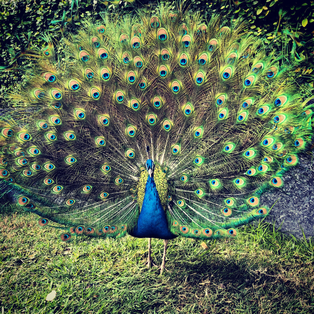 Pfau von Anouchka - Leinwandbild