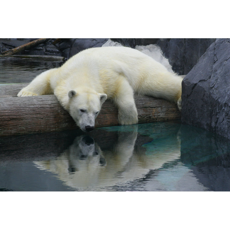 Photographie d'un ours polaire par Chrisjo, H 8 po x l 12 po