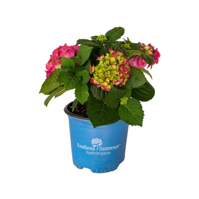 1 Gallon Endless Summer Summer Crush Bigleaf Hydrangea - Flowering Shrub for Shade to Part Sun