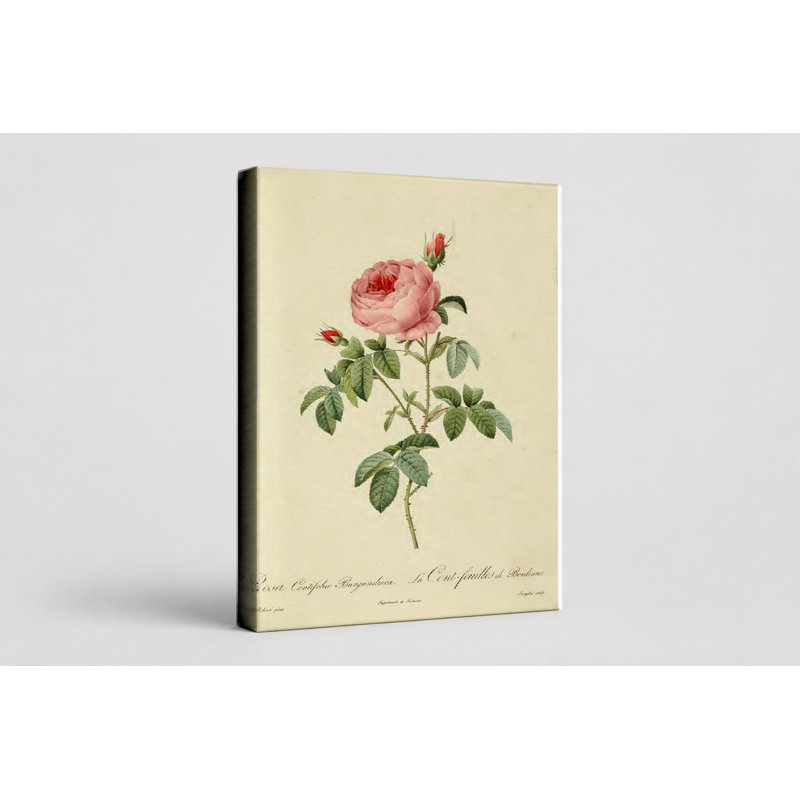 Art mural sur toile Rosa Centifolia Burgundiaca / La Cent-feuilles de Bordeaux, 30" W x 20" H
