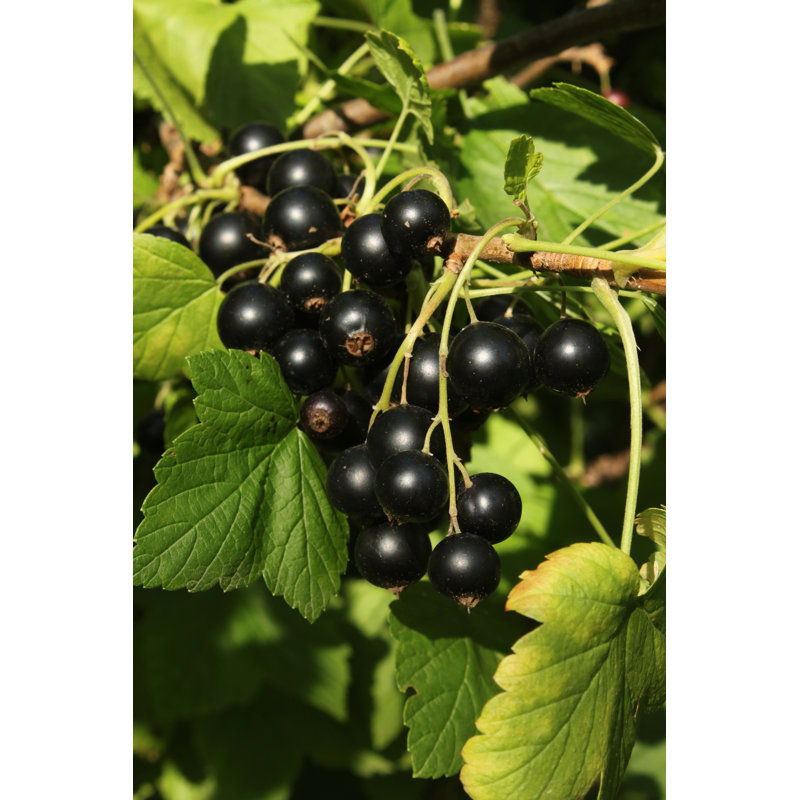 Close Up Of Black Currant by Elzeva - Wrapped Canvas Print, 91cm H x 61cm W