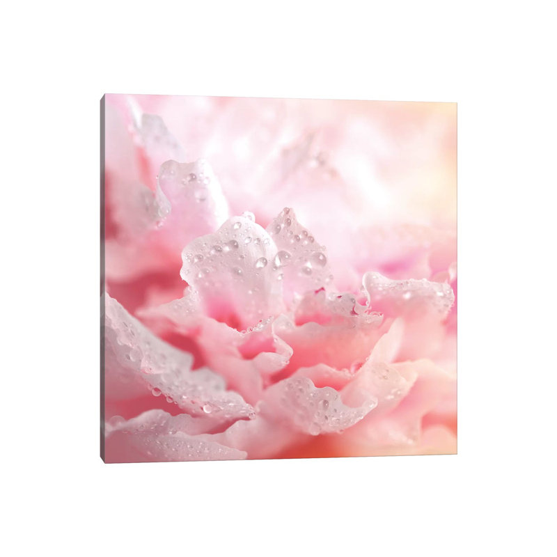 Peony Frills - Wrapped Canvas Print, 30.48 cm H x 30.48 cm W