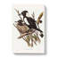 Piping Crow-Shrikes by Elizabeth Gould - Wrapped Canvas-55325376