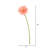 Daisy Arrangement-20584016