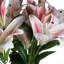 Anastasija Arrangement