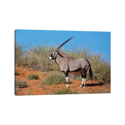 " Oryx Kalahari " by Mogens Trolle