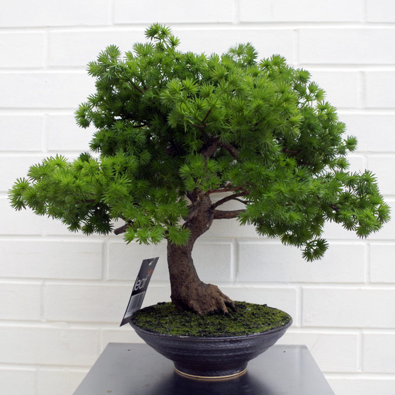 Anivea 50cm Faux Bonsai Tree in Pot