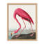 Coastal Retreat Pink Flamingo II From Birds Of America (1827)-1524922582-1524922402-1524922405