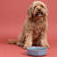 Mason Cash: bol pour animal de compagnie patte réactive - 7 po, 32 oz - glacis bleu, nourriture pour chien-eau, grès céramique, va au micro-ondes et au lave-vaisselle, repas-hydratation