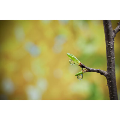 Young Bud by Azemdega